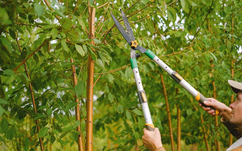 Tree trimming in Dodgeville, MI