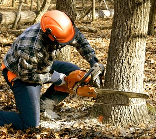 Tree Removal in Dodgeville, MI